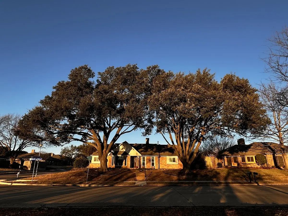 Established residential canopy tree shading a home in Cloverdale